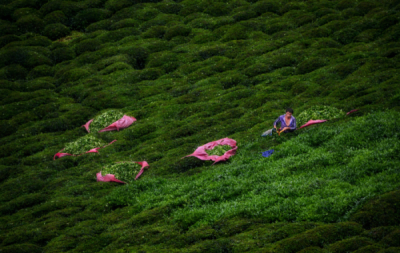 1. TARIM VE İNSAN FOTOĞRAF YARIŞMASI - Erkan BALDAN
