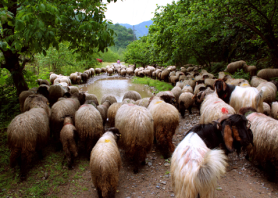 1. TARIM VE İNSAN FOTOĞRAF YARIŞMASI - Hakan ÖZTÜRK