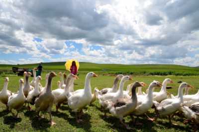 1. TARIM VE İNSAN FOTOĞRAF YARIŞMASI - Hüseyin DEMİRCİ