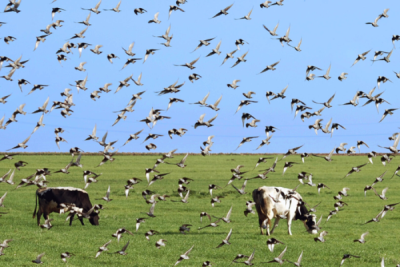 1. TARIM VE İNSAN FOTOĞRAF YARIŞMASI - Mehmet HARAS