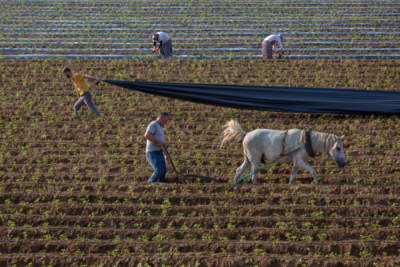 10. TARIM VE İNSAN FOTOĞRAF YARIŞMASI - Elif ÇAKICI