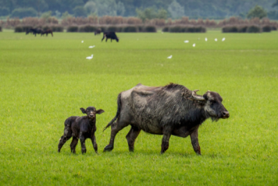 10. TARIM VE İNSAN FOTOĞRAF YARIŞMASI - Ender PEKŞEN