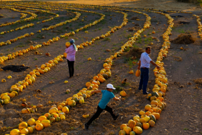 10. TARIM VE İNSAN FOTOĞRAF YARIŞMASI - Enes TOP