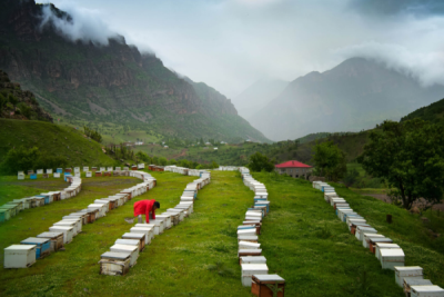 10. TARIM VE İNSAN FOTOĞRAF YARIŞMASI - F. Dilek UYAR