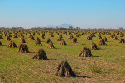 10. TARIM VE İNSAN FOTOĞRAF YARIŞMASI - Güler BESEN