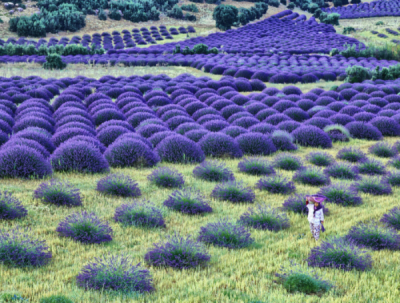 10. TARIM VE İNSAN FOTOĞRAF YARIŞMASI - İhsan KORKUT