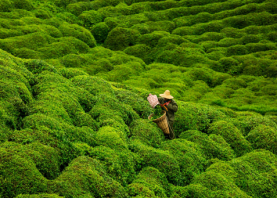 10. TARIM VE İNSAN FOTOĞRAF YARIŞMASI - İrfan ÇİMEN