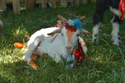 10. TARIM VE İNSAN FOTOĞRAF YARIŞMASI - Mehmet OĞUZ 