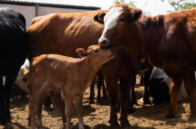 10. TARIM VE İNSAN FOTOĞRAF YARIŞMASI - Mehmet TOKER