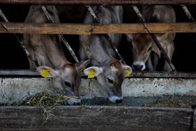 10. TARIM VE İNSAN FOTOĞRAF YARIŞMASI - Mustafa KAYA