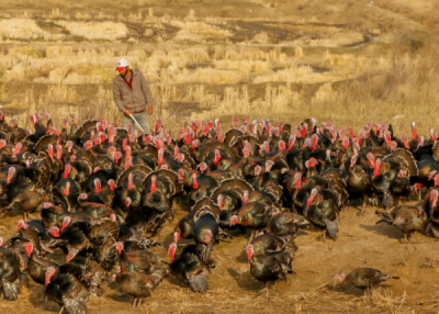10. TARIM VE İNSAN FOTOĞRAF YARIŞMASI - Nihal DÖNER