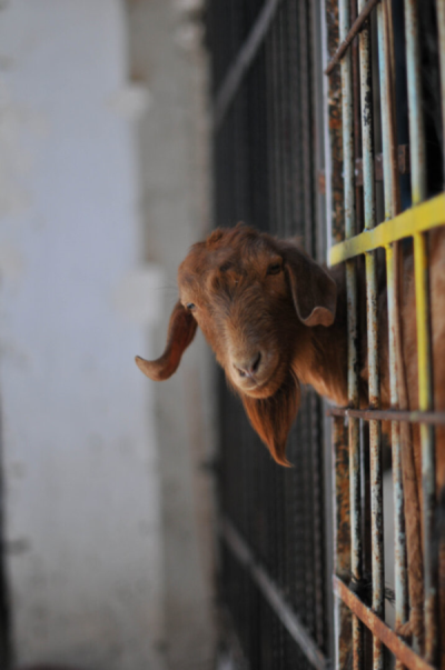 10. TARIM VE İNSAN FOTOĞRAF YARIŞMASI - Safura KOVANTEPE