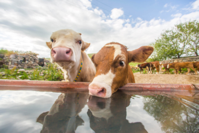 10. TARIM VE İNSAN FOTOĞRAF YARIŞMASI - Yılmaz TOPÇU
