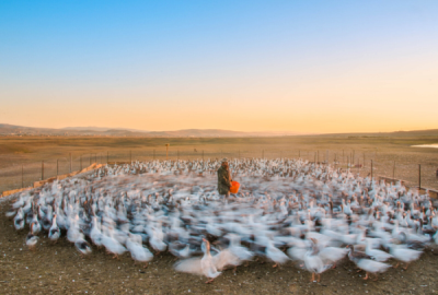 10. TARIM VE İNSAN FOTOĞRAF YARIŞMASI - Ahmet HARMANCI