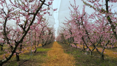 10. TARIM VE İNSAN FOTOĞRAF YARIŞMASI - Ayşe ERSOY