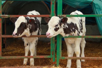 10. TARIM VE İNSAN FOTOĞRAF YARIŞMASI - Bahriye ÇETİNKAYA