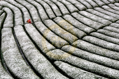 11. TARIM VE İNSAN FOTOĞRAF YARIŞMASI - Murat Topal
