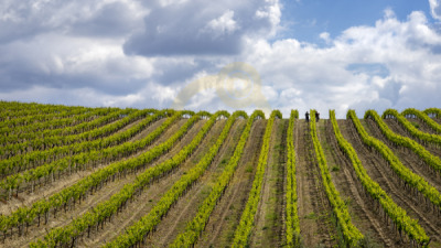 11. TARIM VE İNSAN FOTOĞRAF YARIŞMASI - Mustafa DÖNMEZ