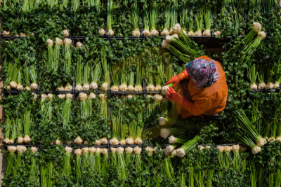 11. TARIM VE İNSAN FOTOĞRAF YARIŞMASI - Barış TOPDEMİR