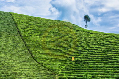 11. TARIM VE İNSAN FOTOĞRAF YARIŞMASI - Faruk GAMLIOĞLU