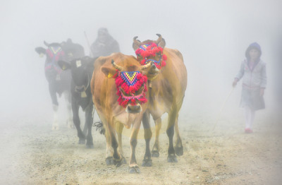 11. TARIM VE İNSAN FOTOĞRAF YARIŞMASI - Fazıl SARAÇ