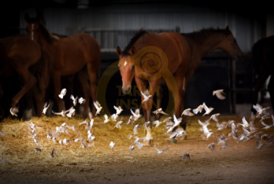 11. TARIM VE İNSAN FOTOĞRAF YARIŞMASI - Kadir ÇİVİCİ