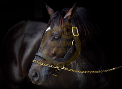 11. TARIM VE İNSAN FOTOĞRAF YARIŞMASI - Kadir ÇİVİCİ
