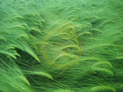 11. TARIM VE İNSAN FOTOĞRAF YARIŞMASI - Mehmet Cavit TAMTÜRK