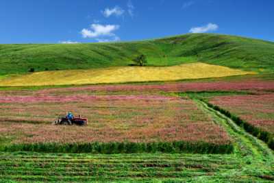 11. TARIM VE İNSAN FOTOĞRAF YARIŞMASI - Mehmet ÖZDEMİR