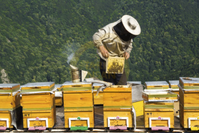 11. TARIM VE İNSAN FOTOĞRAF YARIŞMASI - Özlem DUYSAK