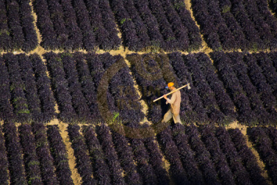 11. TARIM VE İNSAN FOTOĞRAF YARIŞMASI - Salih KUŞ