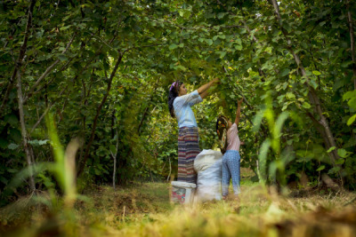 12. TARIM ORMAN VE İNSAN FOTOĞRAF YARIŞMASI - Cengiz TÜRKOĞLU