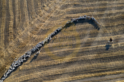 12. TARIM ORMAN VE İNSAN FOTOĞRAF YARIŞMASI - Ekrem ŞAHİN