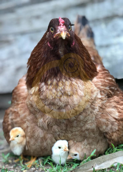 12. TARIM ORMAN VE İNSAN FOTOĞRAF YARIŞMASI - Emre ÖZDEMİR