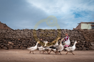 12. TARIM ORMAN VE İNSAN FOTOĞRAF YARIŞMASI - Ersin ŞAHİNKAYA