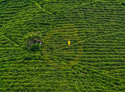 12. TARIM ORMAN VE İNSAN FOTOĞRAF YARIŞMASI - Faruk GAMLIOĞLU