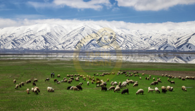 12. TARIM ORMAN VE İNSAN FOTOĞRAF YARIŞMASI - Neşe ARI