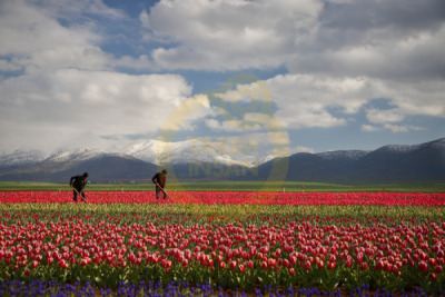 12. TARIM ORMAN VE İNSAN FOTOĞRAF YARIŞMASI - Özge ASLANKARA