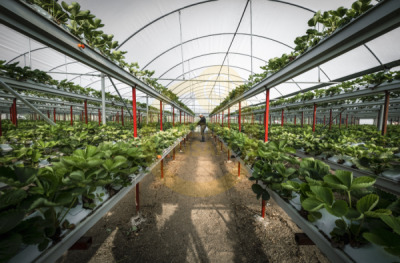 12. TARIM ORMAN VE İNSAN FOTOĞRAF YARIŞMASI - Serdar AYDIN