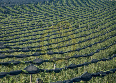 12. TARIM ORMAN VE İNSAN FOTOĞRAF YARIŞMASI - Seyran KARTAL