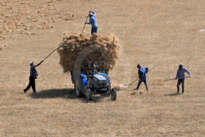 13. TARIM ORMAN VE İNSAN FOTOĞRAF YARIŞMASI - Ayşe ERSOY