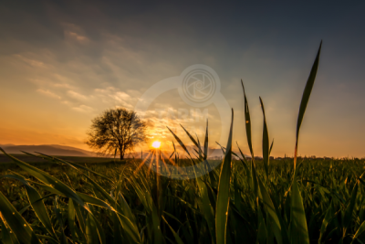 13. TARIM ORMAN VE İNSAN FOTOĞRAF YARIŞMASI - Ender PEKŞEN