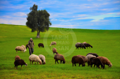13. TARIM ORMAN VE İNSAN FOTOĞRAF YARIŞMASI - Gülbeyaz GENCER