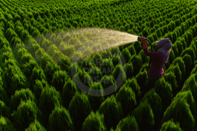 13. TARIM ORMAN VE İNSAN FOTOĞRAF YARIŞMASI - Hasan UÇAR