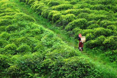 13. TARIM ORMAN VE İNSAN FOTOĞRAF YARIŞMASI - Mehmet ULUYURT