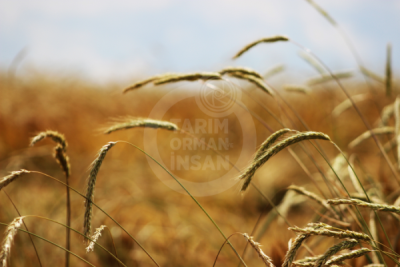 13. TARIM ORMAN VE İNSAN FOTOĞRAF YARIŞMASI - Mustafa YILMAZER