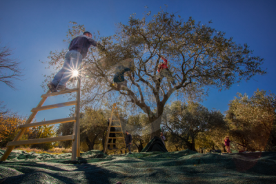 13. TARIM ORMAN VE İNSAN FOTOĞRAF YARIŞMASI - Said İlyas AKKUŞ