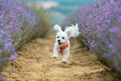 13. TARIM ORMAN VE İNSAN FOTOĞRAF YARIŞMASI - Turhan DURAKAN