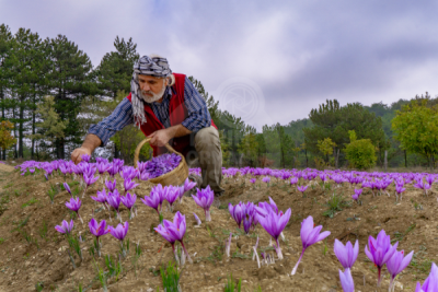 13. TARIM ORMAN VE İNSAN FOTOĞRAF YARIŞMASI - Cemil BELDER
