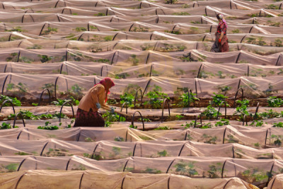 14. TARIM ORMAN VE İNSAN FOTOĞRAF YARIŞMASI - Mehmet ÖZDEMİR